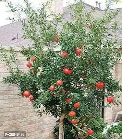 Platone Pomegranate Plant 88 Pomegranate Premium PlantAnnar Sap_965