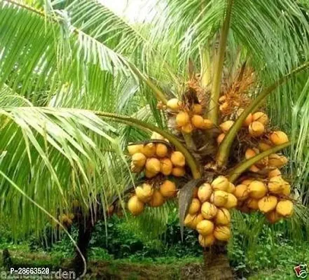 Platone Coconut Plant GETcoconut8-thumb0