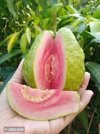 Platone Guava Plant GUAVA PLANT VVBB66