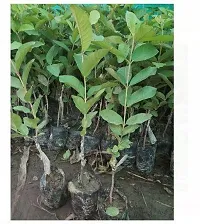 Platone Guava Plant guava plant 5032-thumb2