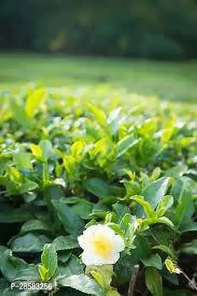 Platone Tea Plant VHB N146-thumb0