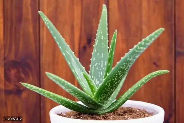 Platone Aloe Vera Plant Aloe Vera Plant With Ceramic Pot-thumb0