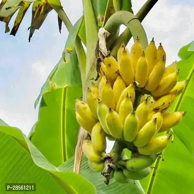 Platone Banana Plant Rajapuri Banana Plant