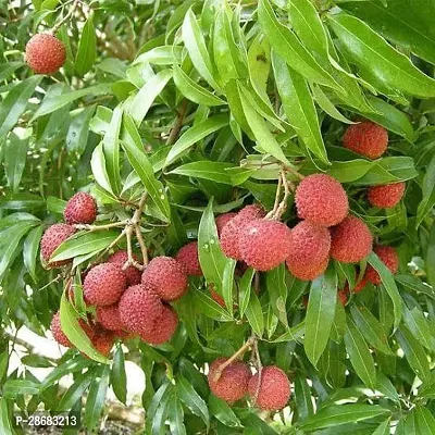 Platone Litchi Plant Litchi_mas04