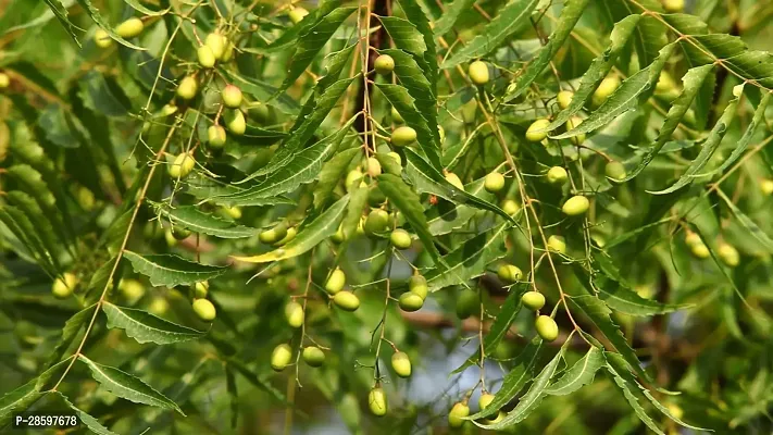 Platone Neem Plant NEEM CHILD PLANT