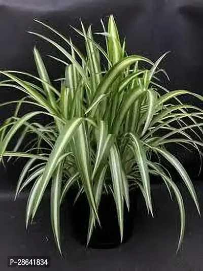 Platone Spider Plant SPIDER PLANT KN0-thumb0