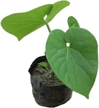 Platone Giloy Plant Giloy Plant With Pot-thumb1