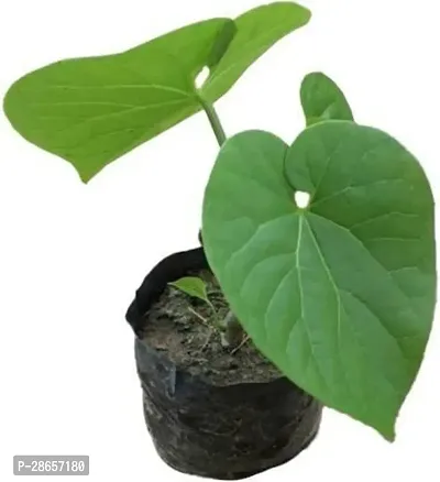 Platone Giloy Plant Giloy Plant With Pot-thumb2