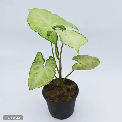 Platone Syngonium Plant Syngonium Green Plant With Black Pot-thumb2