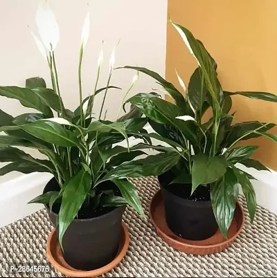 Platone Peace Lily Plant Peace Lily Plant-thumb0