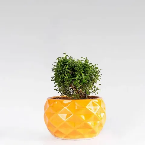 Hot Selling Plant & Planters 