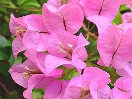 Platone Baugainvillea Plant Baugainvillea Plant-thumb1