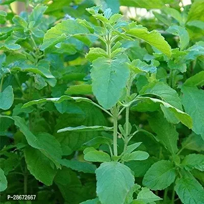 Platone Tulsi Plant GFGH178-thumb0