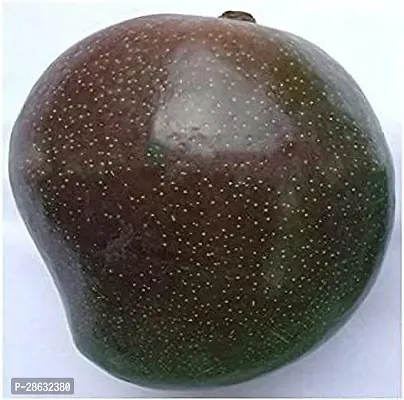 Platone Mango Plant BLACK STONE MANGO