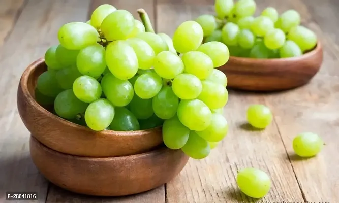 Platone Grapes Plant finger fruit1