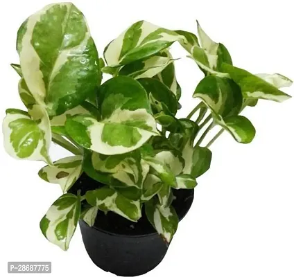 Platone Money Plant Money Plant-43-thumb0