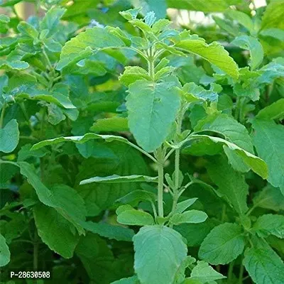 Platone Tulsi Plant GGF178-thumb0