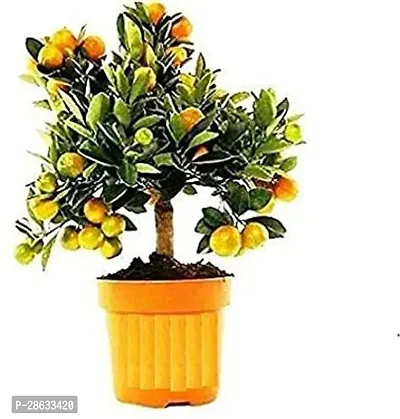 Platone Orange Plant HNM178-thumb0