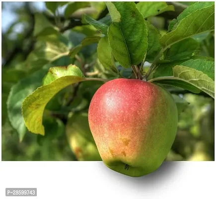 Platone Apple Plant APPLE PLANT EER5