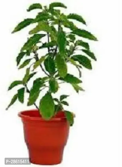 Platone Tulsi Plant PLT-119-thumb0