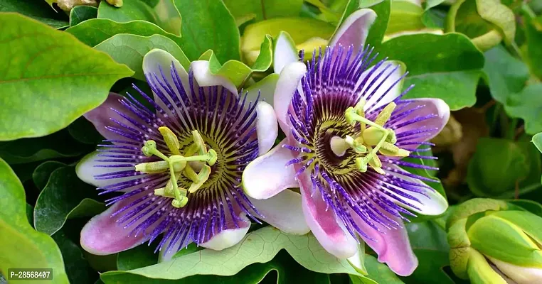 Platone Passion Plant PASSION FLOWER WW-thumb0