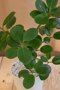 Platone Ficus Compacta Plant Ficus Compacta Plant With Self Watering Pot-thumb1