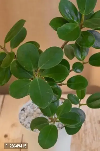 Platone Ficus Compacta Plant Ficus Compacta Plant With Self Watering Pot-thumb2