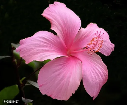 Platone Hibiscus Plant Hibiscus Flower Plant (AA0001)