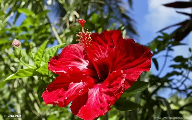 Platone Hibiscus Plant Hibiscus Red Plant CF060112211