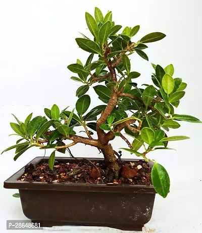 Platone Ficus Bonsai Plant CFGV152-thumb0