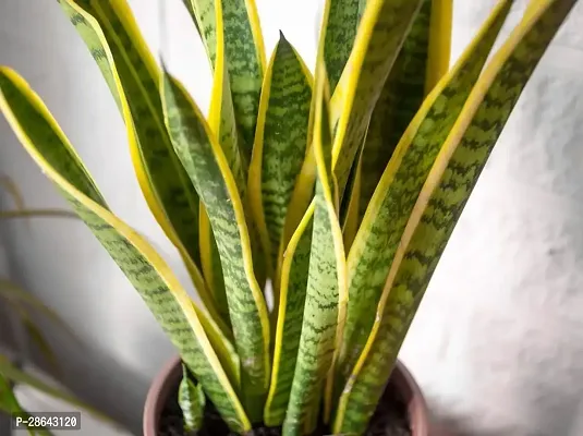 Platone Snake Plant SNAKE PLANT O55-thumb2