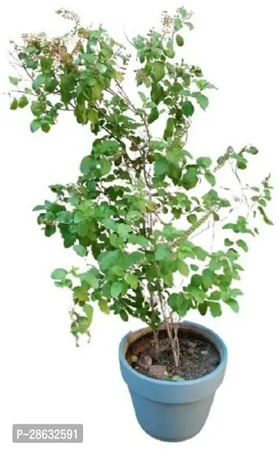 Platone Tulsi Plant Krishna tulsi plant