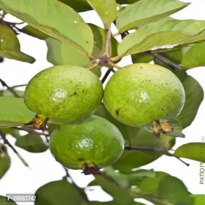 Platone Guava Plant Guava GVA L0L