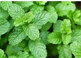 Platone Mint Plant MINT PLANT PPOOII-thumb1