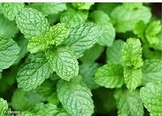 Platone Mint Plant MINT PLANT PPOOII-thumb2