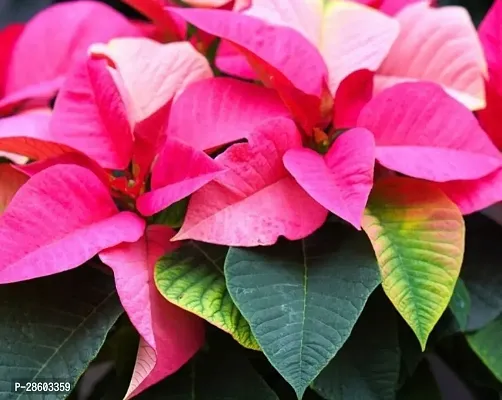 Platone Poinsettia Plant poinsettia plant