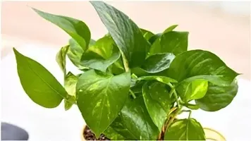 Platone Money Plant Money Plant-thumb1