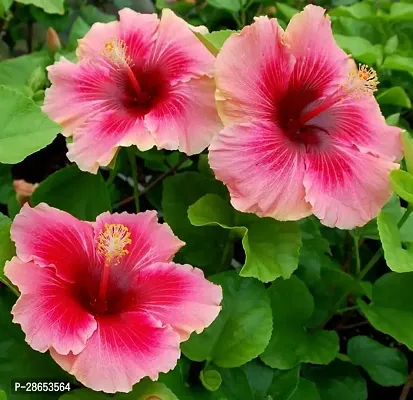 Platone Hibiscus Plant PINK HIBISCUS 32-thumb0