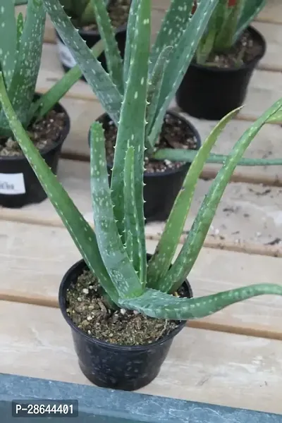 Platone Aloe Vera Plant FGB45-thumb0