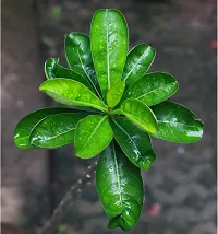 Platone Adenium Plant adenium plant 5006-thumb2