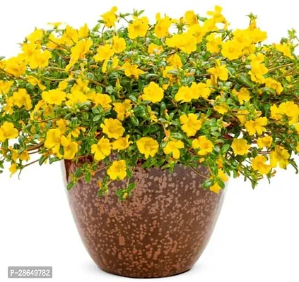 Platone Portulaca Plant Live Yellow PurslanePortulaca oleracea Lovely Flower Plant-thumb0