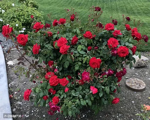 Platone Rose Plant red rose3