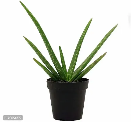 Platone Aloe Vera Plant Aloe Vera Plant-thumb0