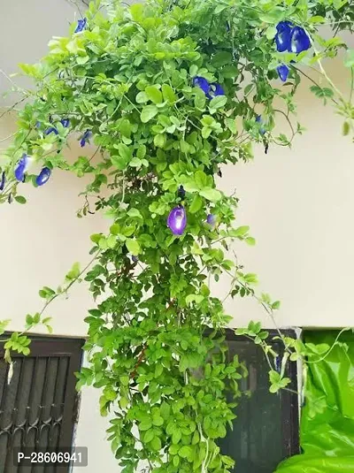 Platone Aparajita Butterfly Pea Plant butterfly pea Aparajita, Plant With Black nursery Pot 008-thumb0