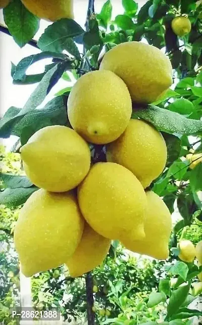 Platone Lemon Plant LemoncitrusNimbooNimbu Live Plant. V8