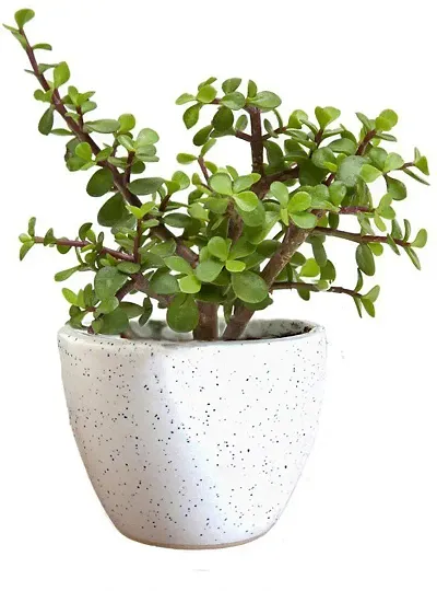 New Arrival Plant & Planters 