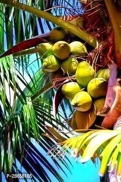 Platone Coconut Plant fcq01