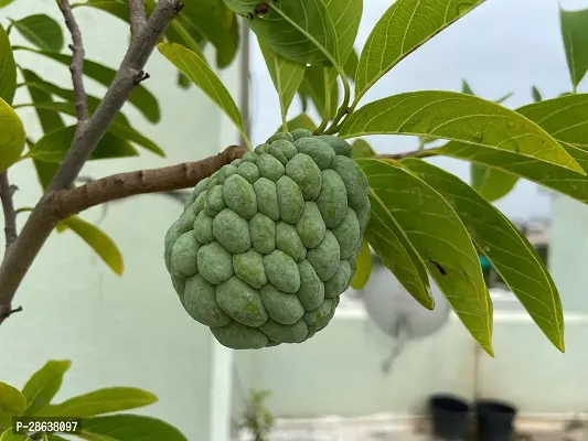 Platone Custard Apple Plant Custard Apple Live Plant Disha-309042113