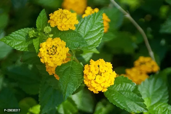 Platone Lantana Plant laltana114