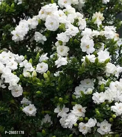 Platone Jasmine Plant Live hybrid Jasmine plantJas_Min-4